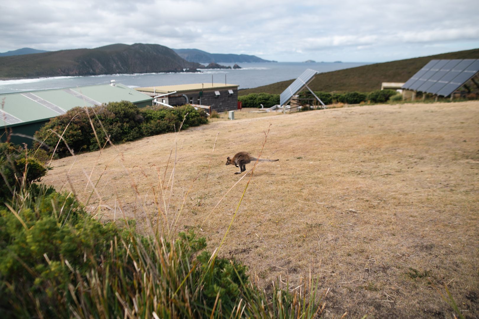 Encounters with Nature: Exploring Bruny Island's Diverse Wildlife