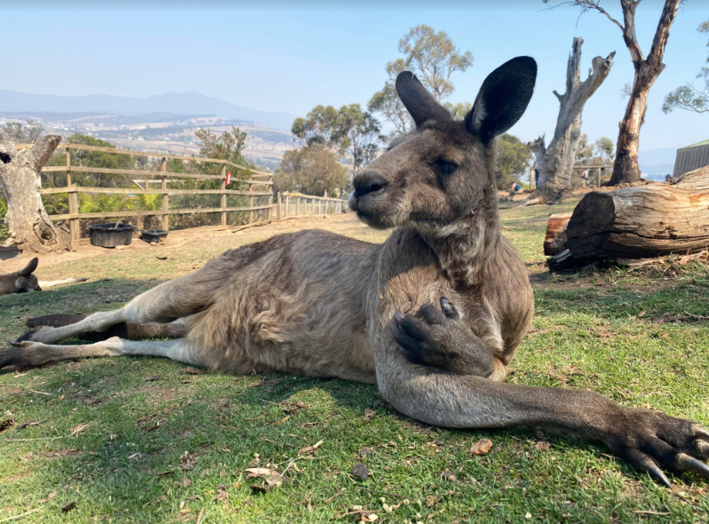 Bonorong Wildlife Sanctuary