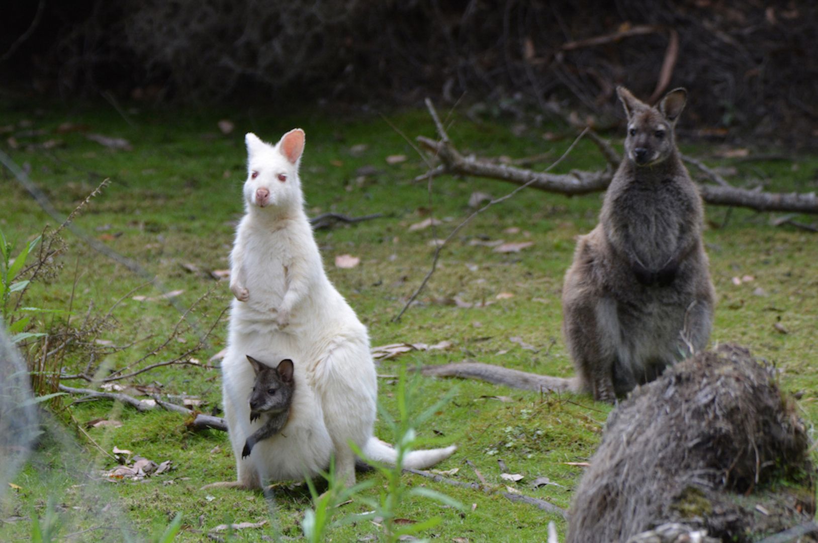 Bruny Island