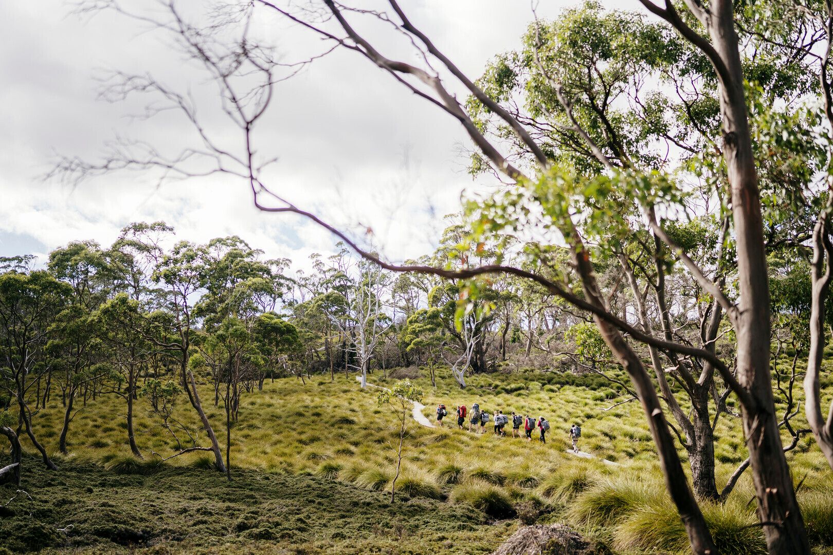 Temperate rainforests