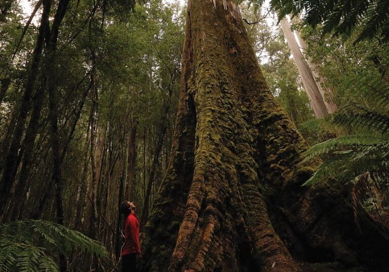 Stroll Among Ancient Huon Pines