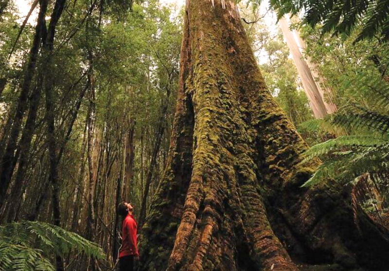 Tall Trees Adventure