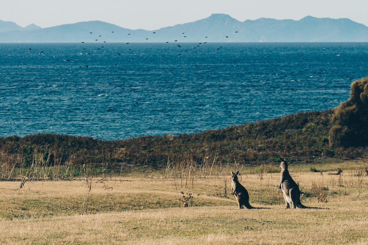 Wildlife Encounters to Experience on Tasmania's Best Tours