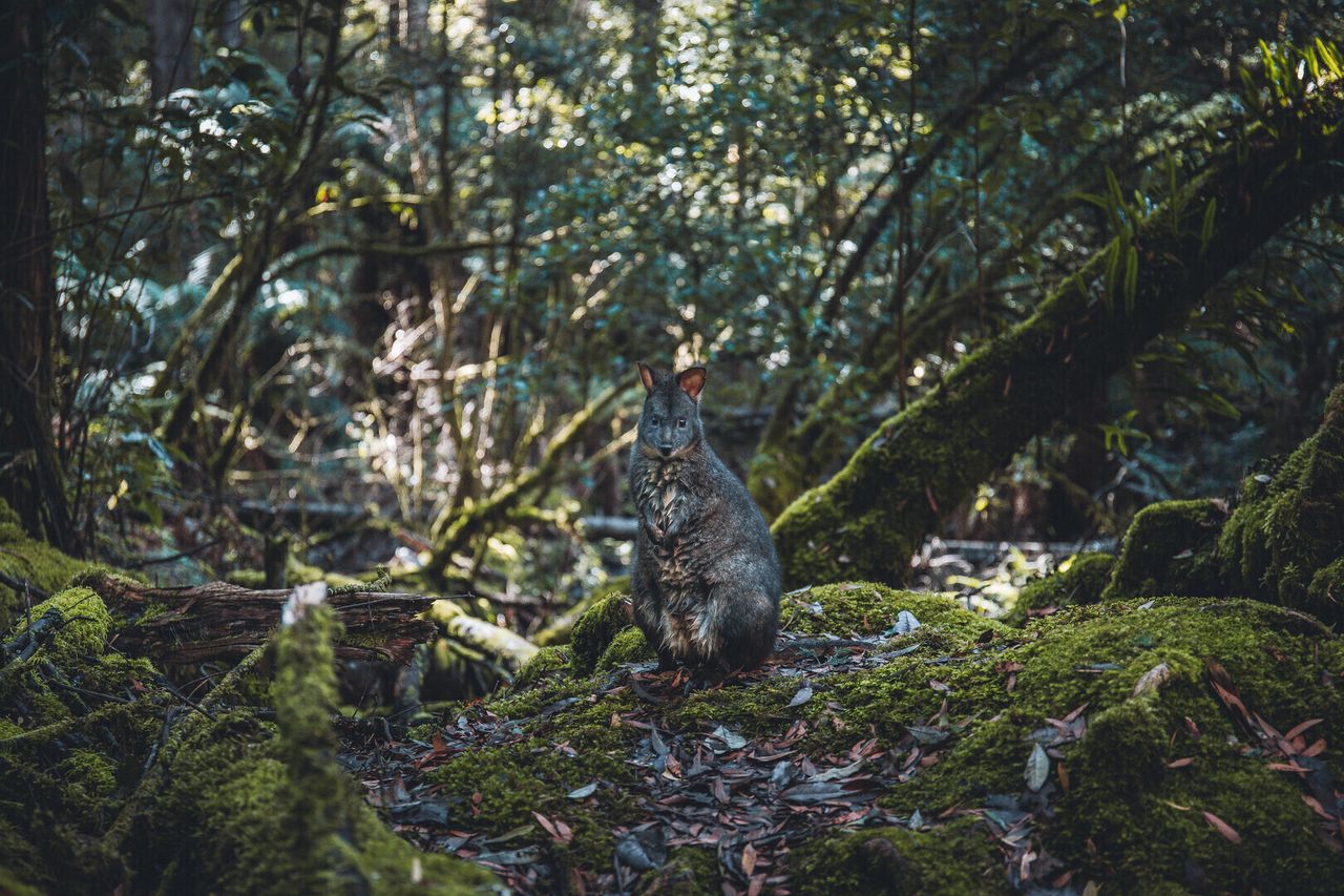 Wildlife spotting