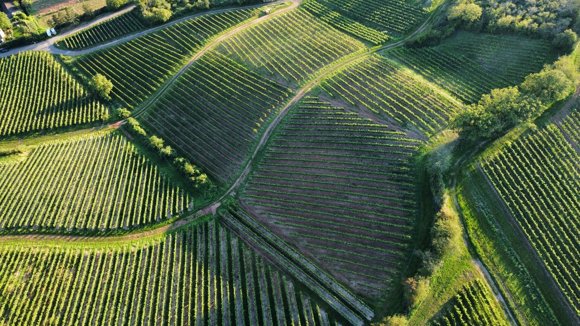 The Winehopper Tasmania