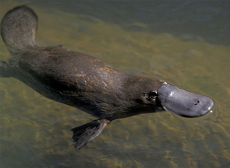 Tassie Tours Wildlife Tour From Hobart Package, Chance to see Platypus