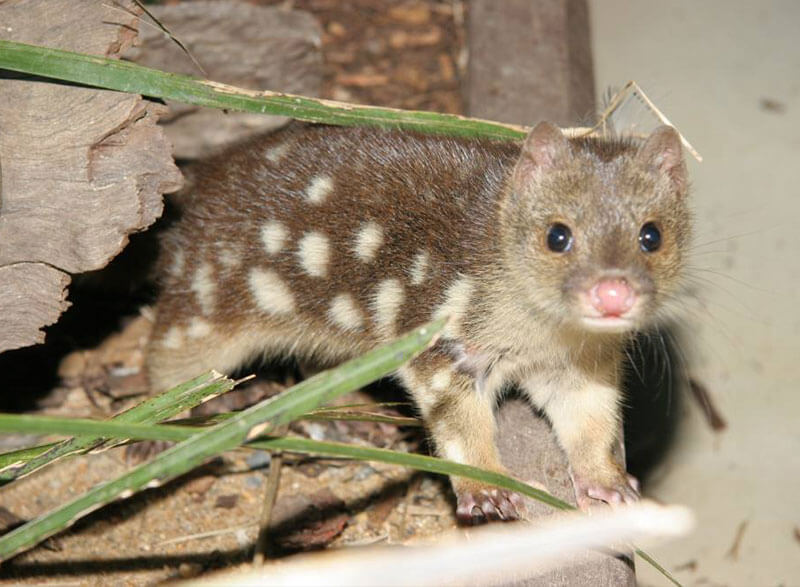 Tassie Tours Wildlife Tour From Hobart Package, Chance to see Spotted Quoll