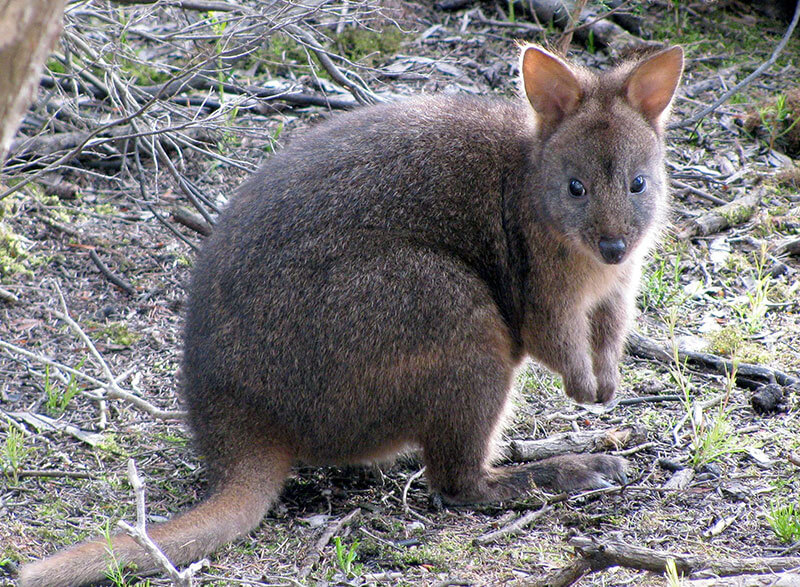 Tassie Tours Wildlife Tour From Hobart Package, Chance to see Pademelon (Thylogale Billardierii)