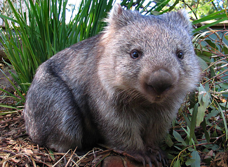 Tassie Tours Wildlife Tour From Hobart Package, Chance to see Wombat