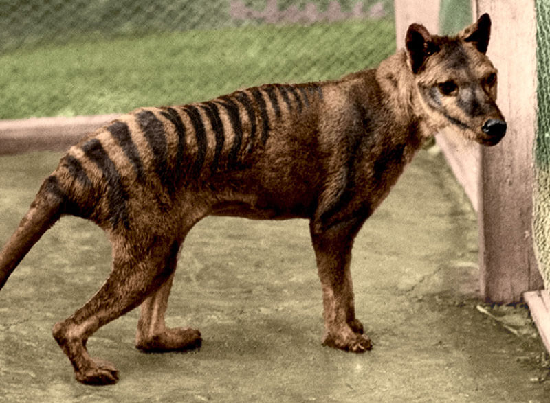 Tassie Tours Wildlife Tour From Hobart Package, Chance to see Tasmanian Tiger (Thylacine)