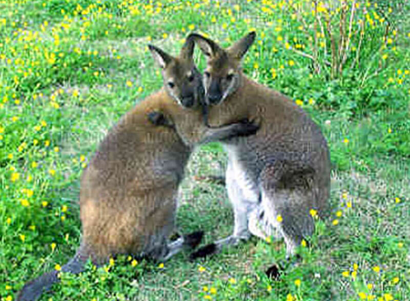 Tassie Tours Wildlife Tour From Hobart Package, Chance to see Wallaby