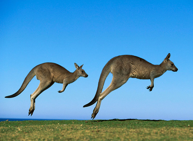 Tassie Tours Wildlife Tour From Hobart Package, Chance to see Kangaroo