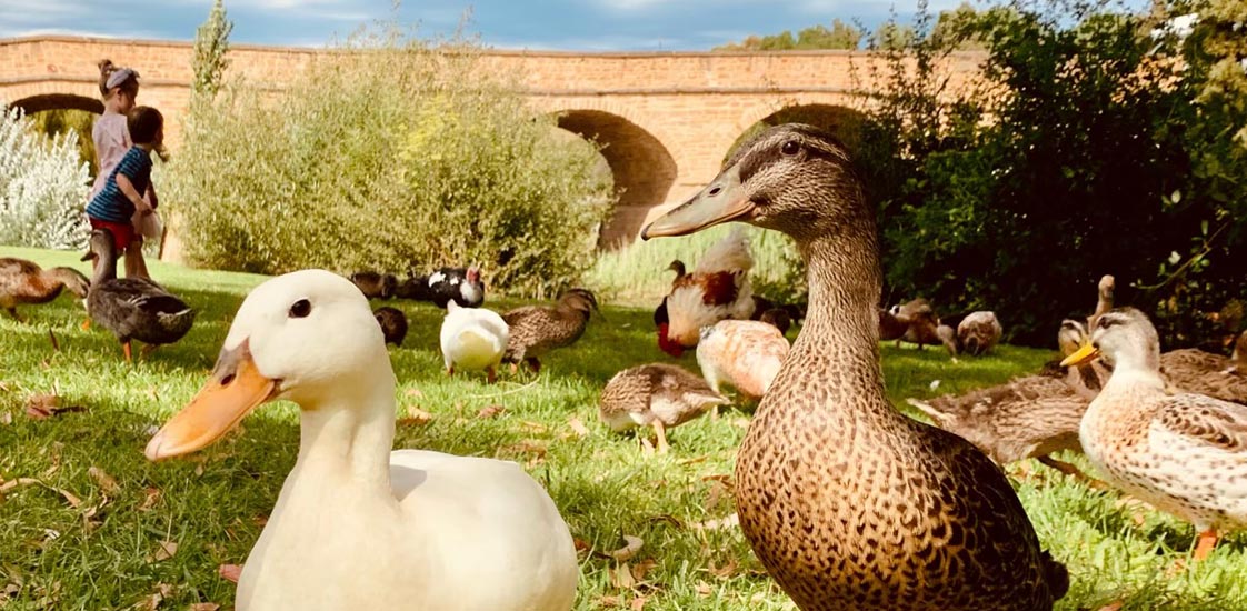 Ducks in front of the Richmond Bridge