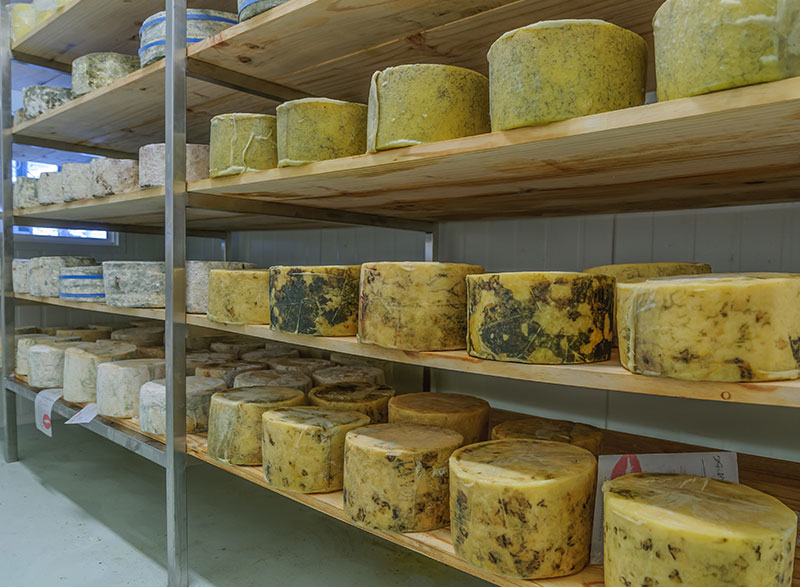 Cheddar Cheese Mature Room