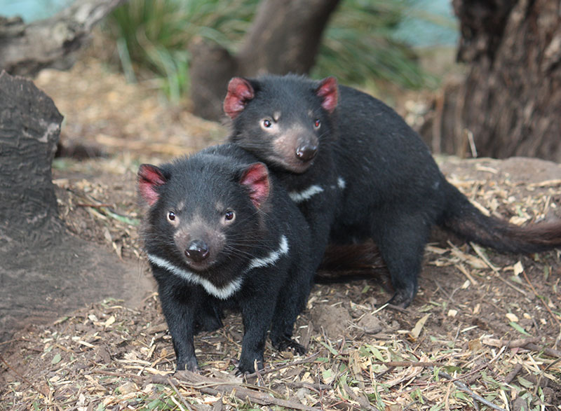 Prada & Nimba - Tasmanian Devils