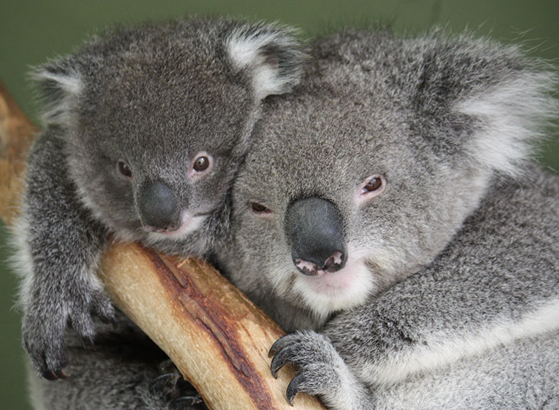 Katie & Baby Bert - Koala Bears